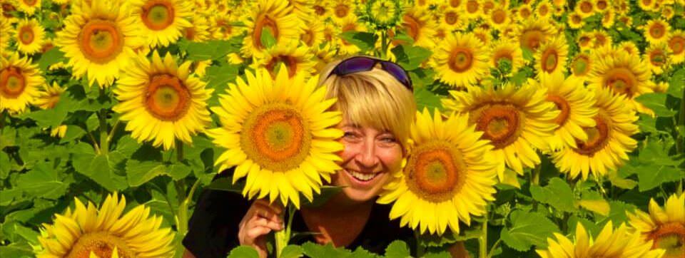 Tuscany Sunflowers